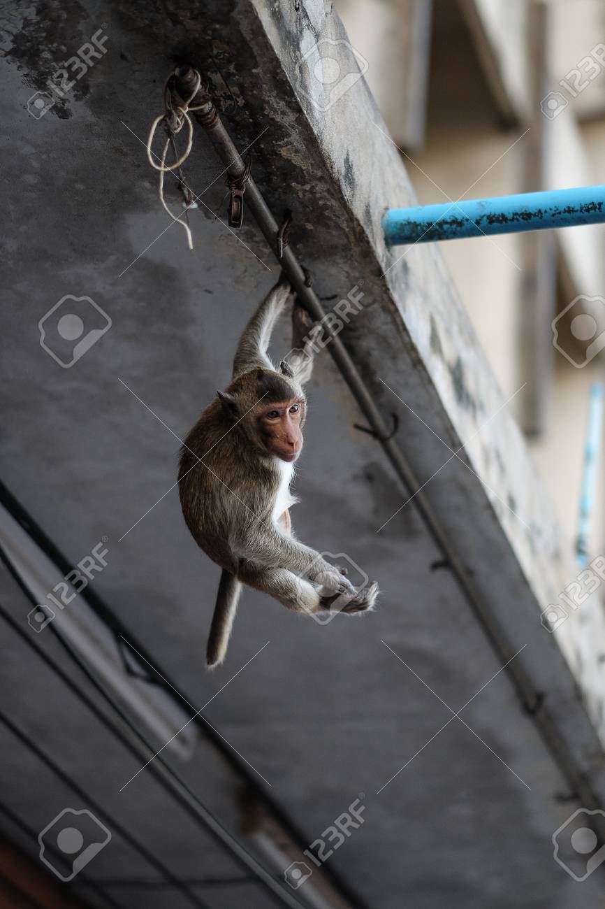 空飛ぶ猿 の写真素材 画像素材 Image