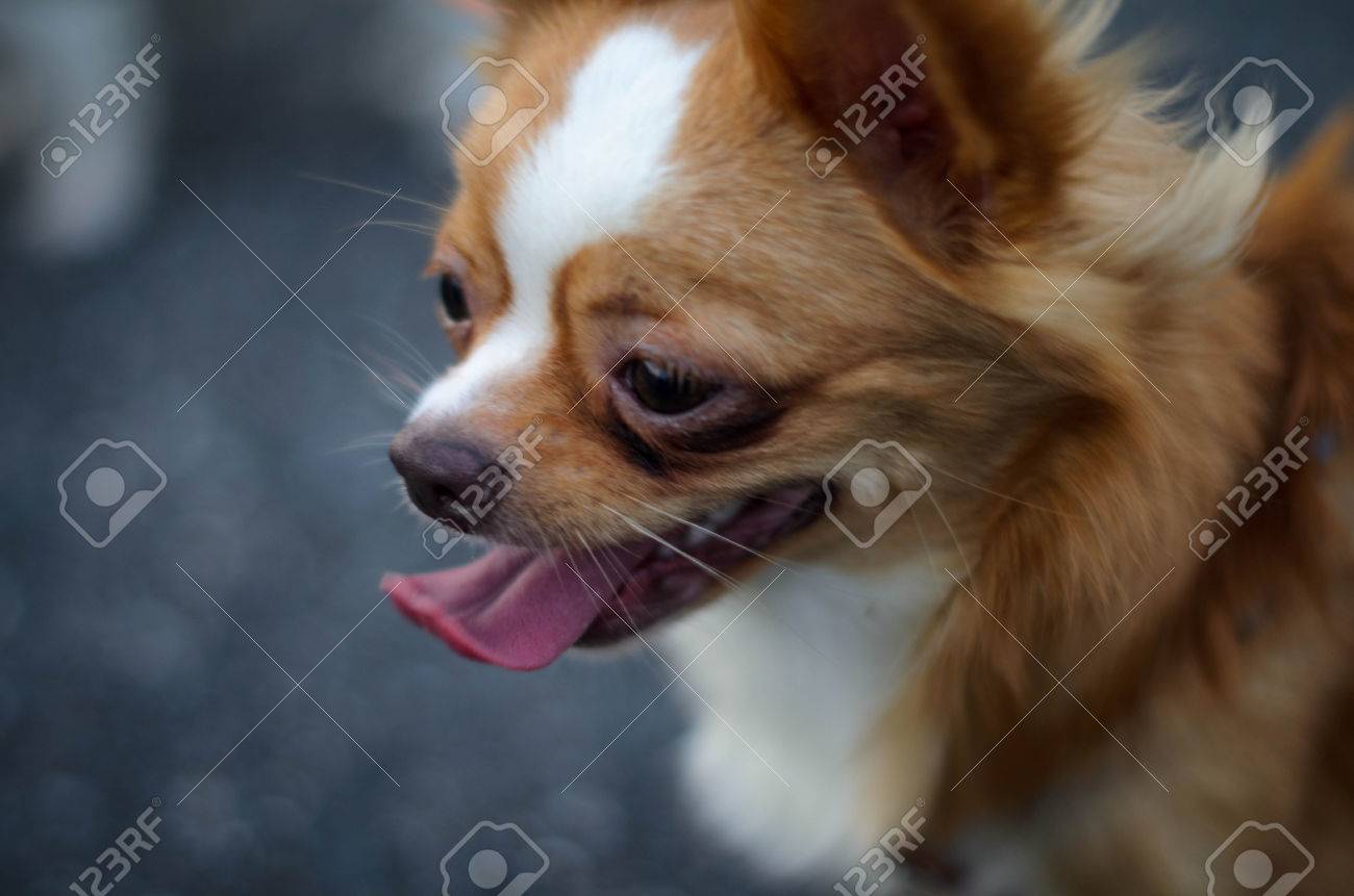側面図の茶色のふわふわした犬 の写真素材 画像素材 Image 側面図の茶色のふわふわした犬 の写真素材 画像素材 Image