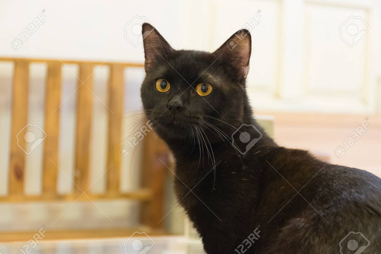 top paw stay away bitter spray