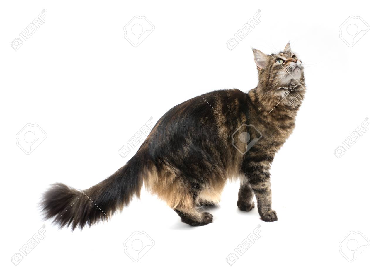 Chat Cochon Maine Ludique Debout Sur Les Pattes Arriere Et Levant Les Yeux Isole Sur Fond Blanc Banque D Images Et Photos Libres De Droits Image Chat Cochon Maine Ludique Debout Sur Les Pattes Arriere Et Levant Les Yeux Isole Sur Fond Blanc Banque D Images Et Photos Libres De Droits Image