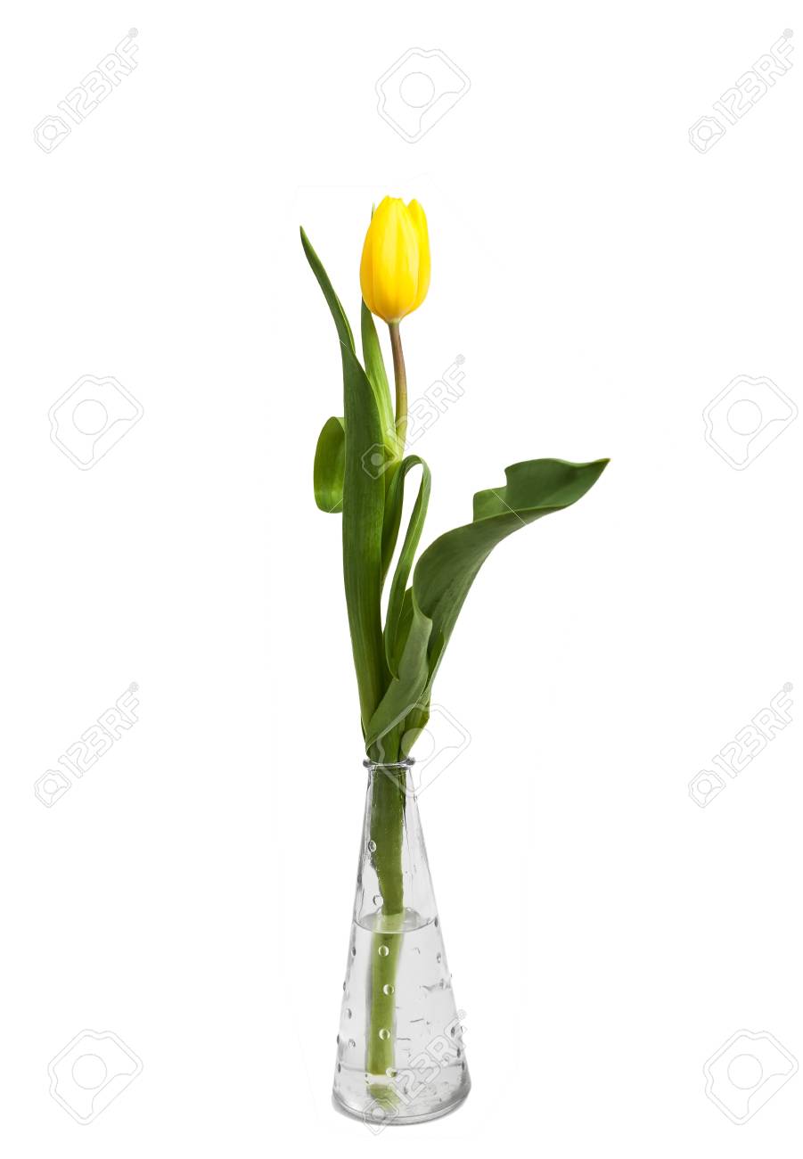 Elegant Tulip In A Tall Narrow Vase Romantic Plot A Gift For