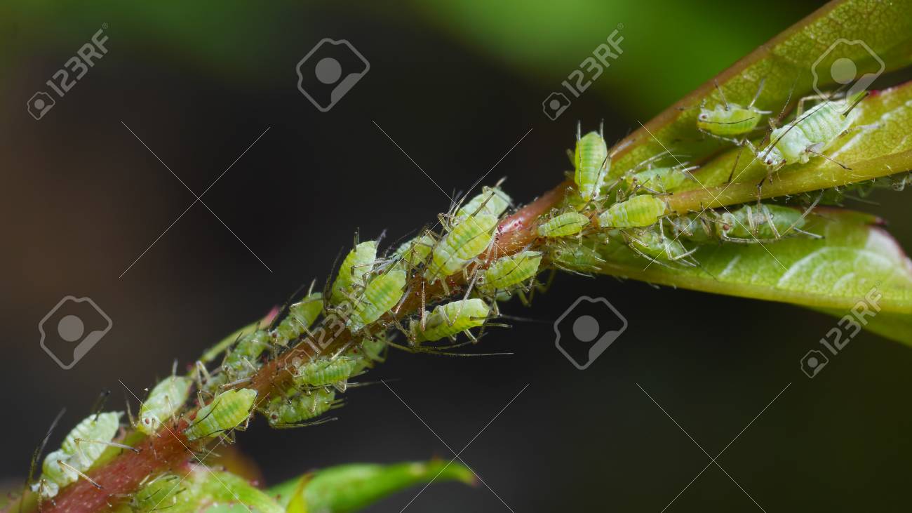 バラに緑のアブラムシを吸うクローズアップ の写真素材 画像素材 Image