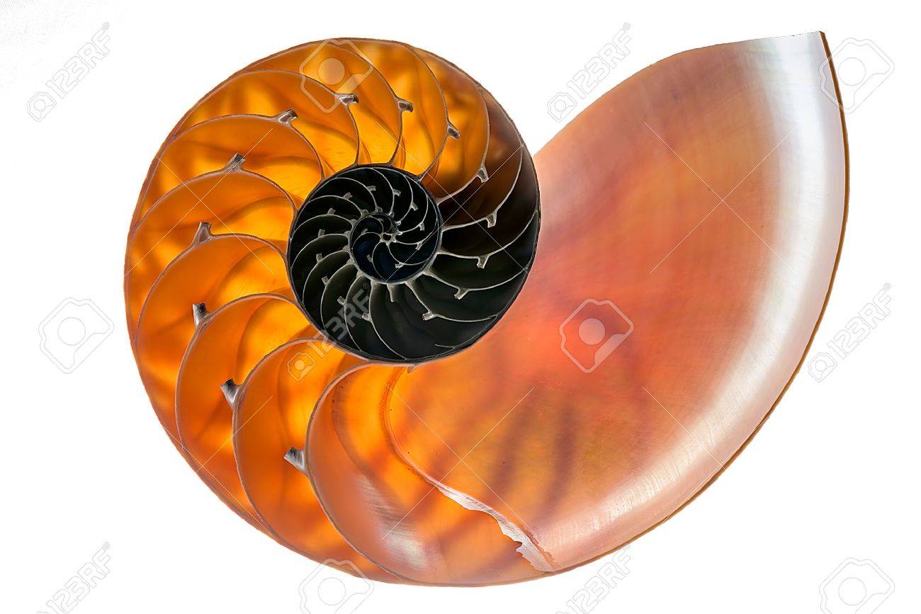 Nautilus shell isolated on a white background - 24731753 Nautilus shell isolated on a white background - 24731753