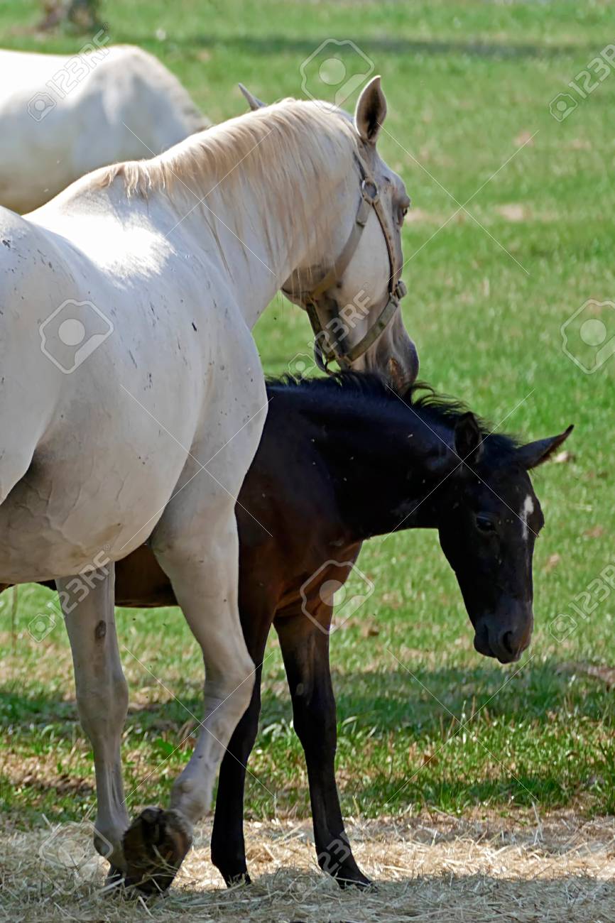 lipizzaner mare