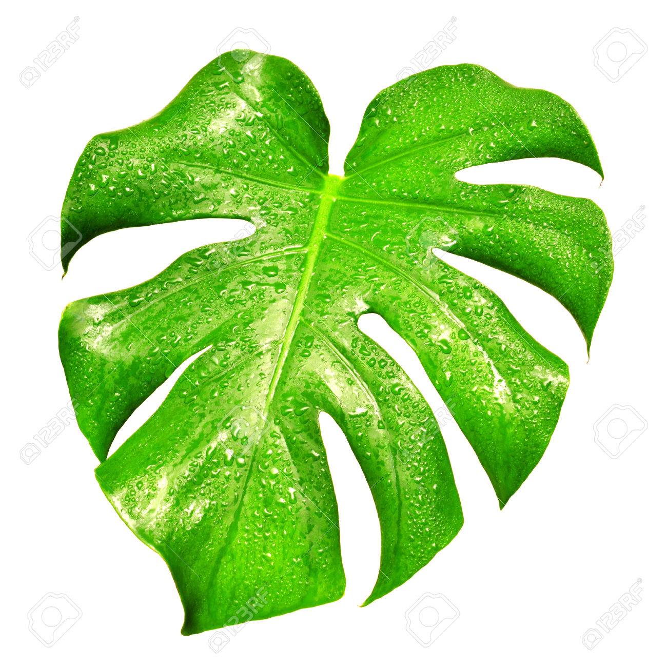 Beautiful leaf with drops isolated on white background - 48406066 Beautiful leaf with drops isolated on white background - 48406066