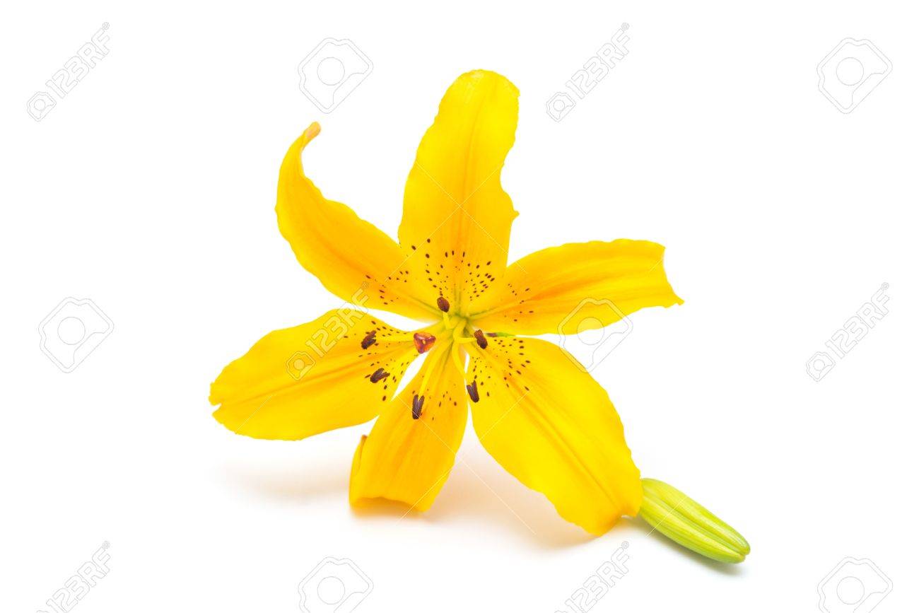 yellow lily flower with