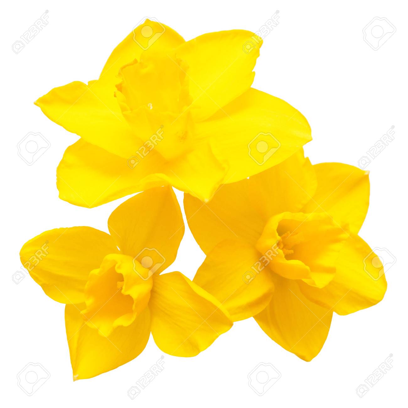 Bouquet of yellow daffodils flowers isolated on white background. Flat lay, top view - 78399793 Bouquet of yellow daffodils flowers isolated on white background. Flat lay, top view - 78399793