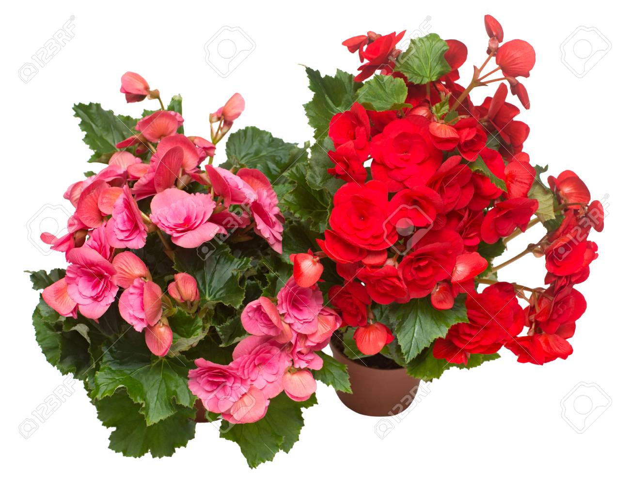 Begonia red and pink in a pot flowers isolated on white background. Flat lay, top view - 95203025 Begonia red and pink in a pot flowers isolated on white background. Flat lay, top view - 95203025