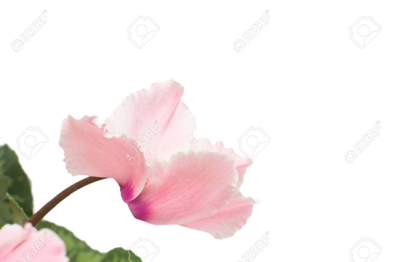 Pink cyclamen flower isolated on white background. Summer. Spring. Flat lay, top view. Love. Valentine's Day - 95203033 Pink cyclamen flower isolated on white background. Summer. Spring. Flat lay, top view. Love. Valentine's Day - 95203033