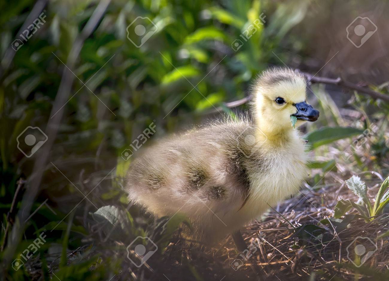 草の葉を食べるゴールデンの赤ちゃんカナダ グース の写真素材 画像素材 Image