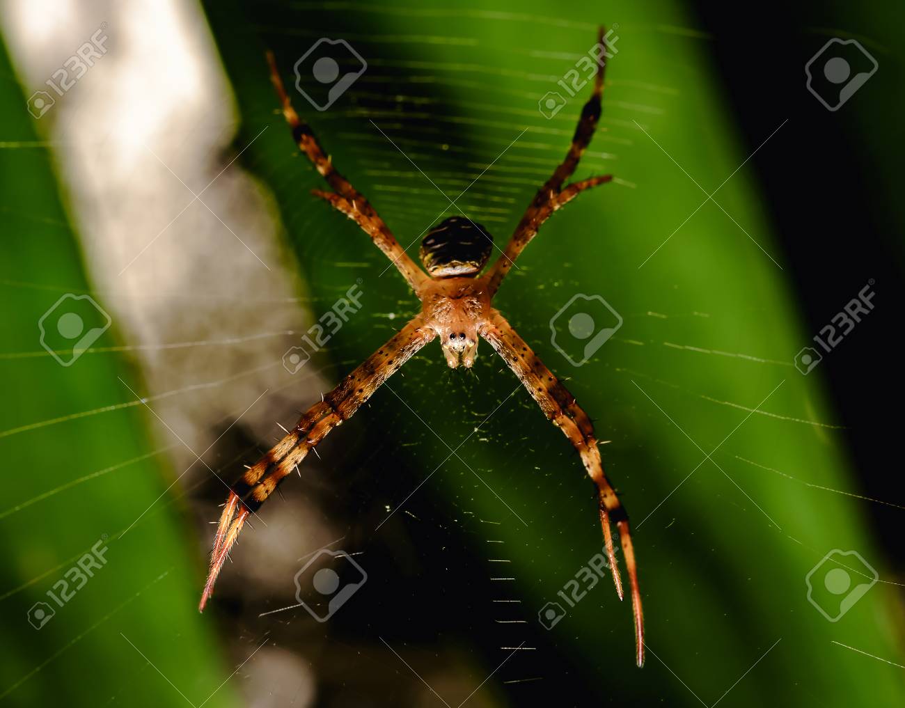 etiam-dictum-ipsum-a-felis