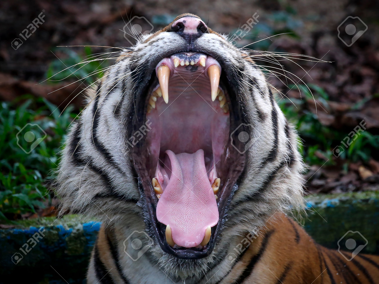 etiam-dictum-ipsum-a-felis