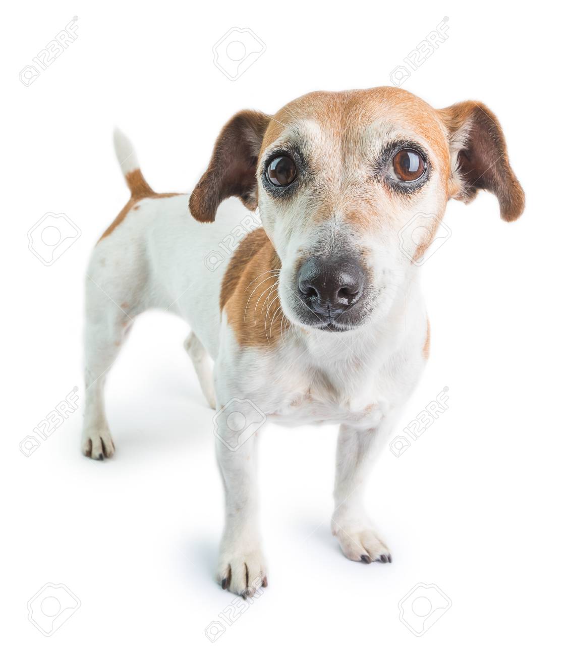 jack russell terrier smart