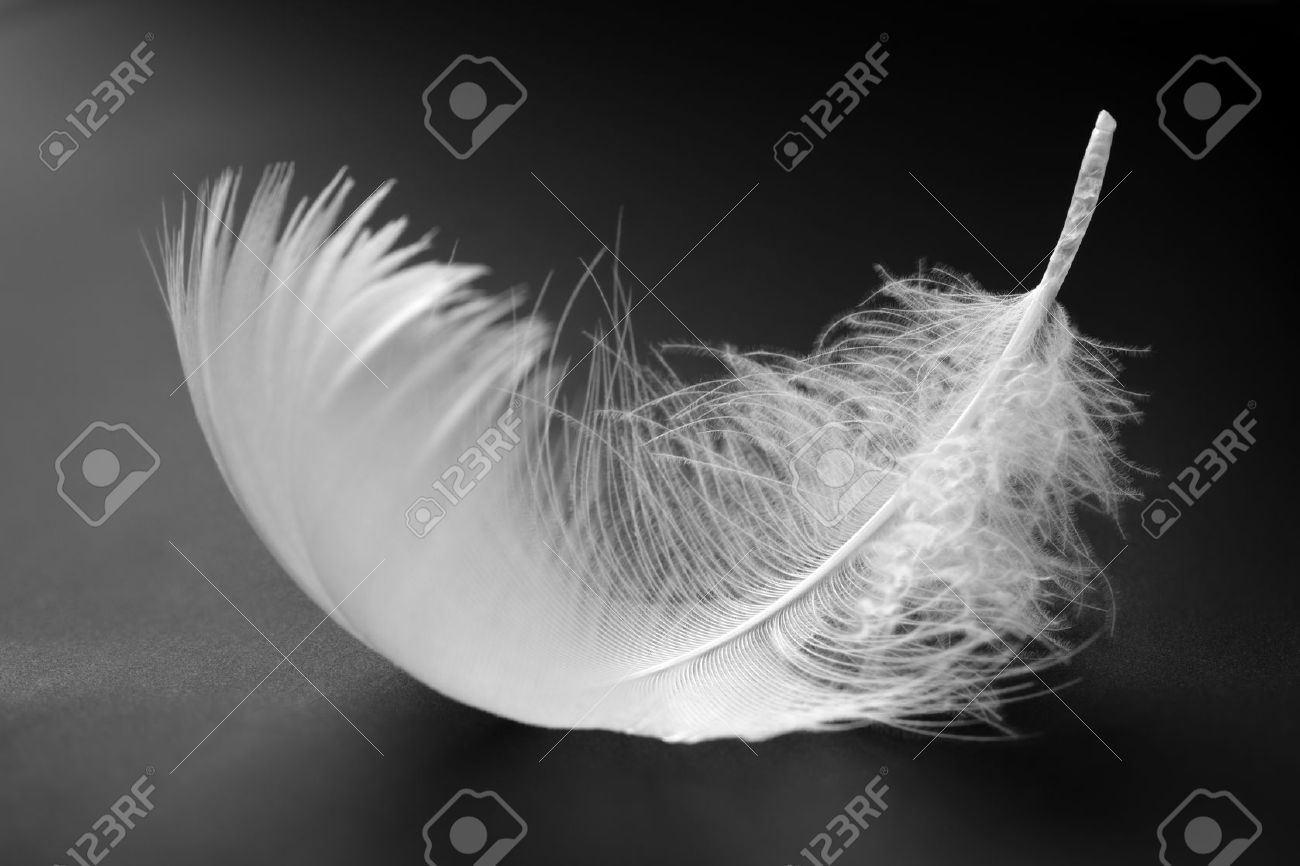 PHOTOGRAPH BLACK WHITE FEATHER BIRD BLACK FRAMED ART PRINT PICTURE B12X4788
