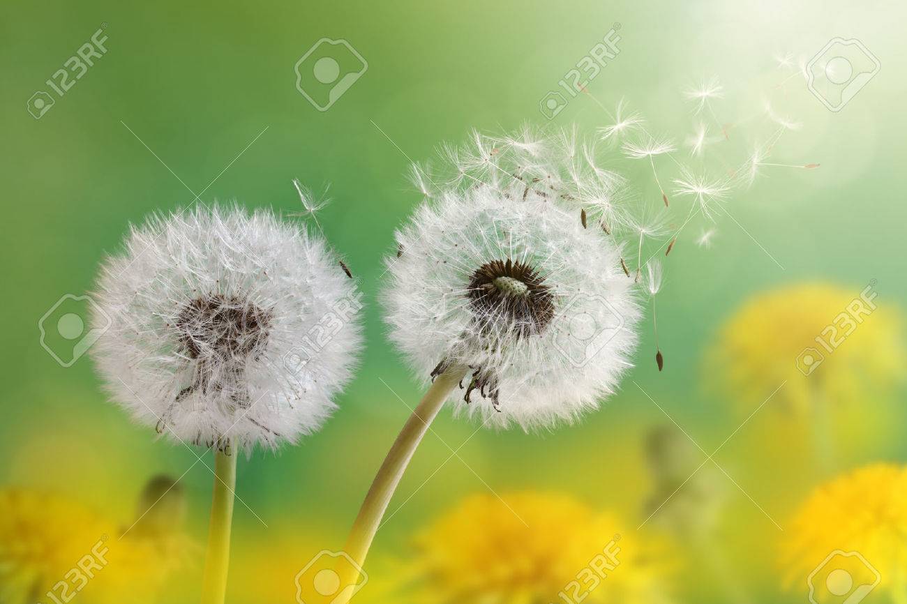 Dandelion seeds in the morning sunlight blowing away across a fresh green background - 29819580 Dandelion seeds in the morning sunlight blowing away across a fresh green background - 29819580