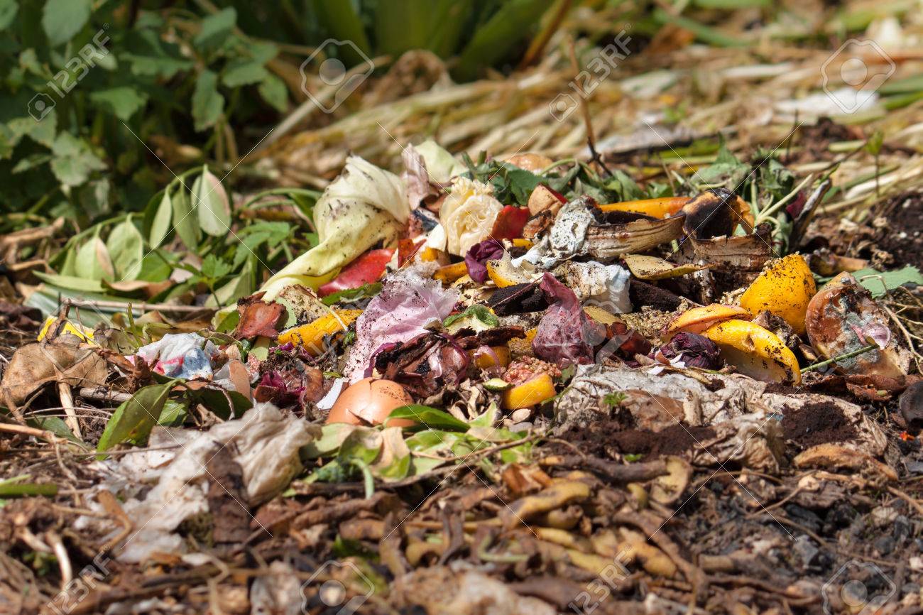 bio waste