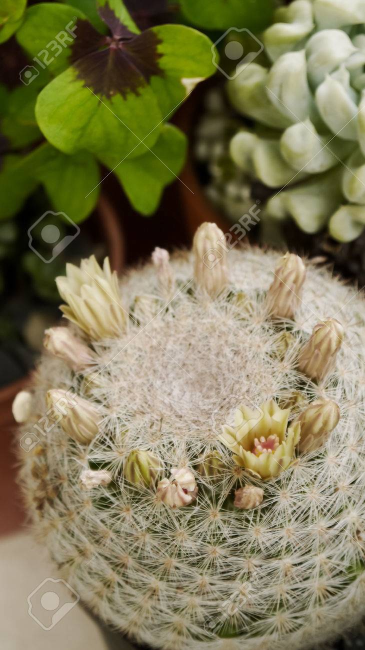 サボテン多肉植物 Droughttolerant 植物ガーデニング の写真素材 画像素材 Image サボテン多肉植物 Droughttolerant 植物ガーデニング の写真素材 画像素材 Image