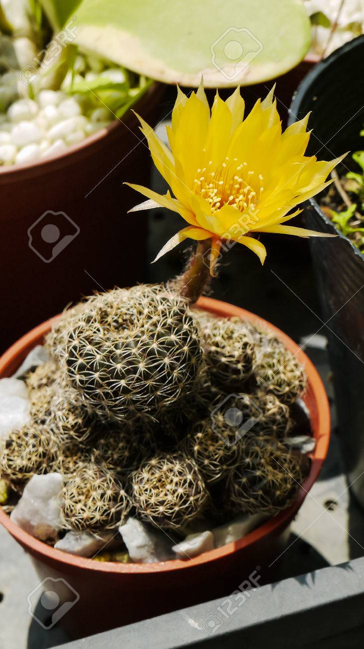 サボテン多肉植物 Droughttolerant 植物ガーデニング の写真素材 画像素材 Image サボテン多肉植物 Droughttolerant 植物ガーデニング の写真素材 画像素材 Image