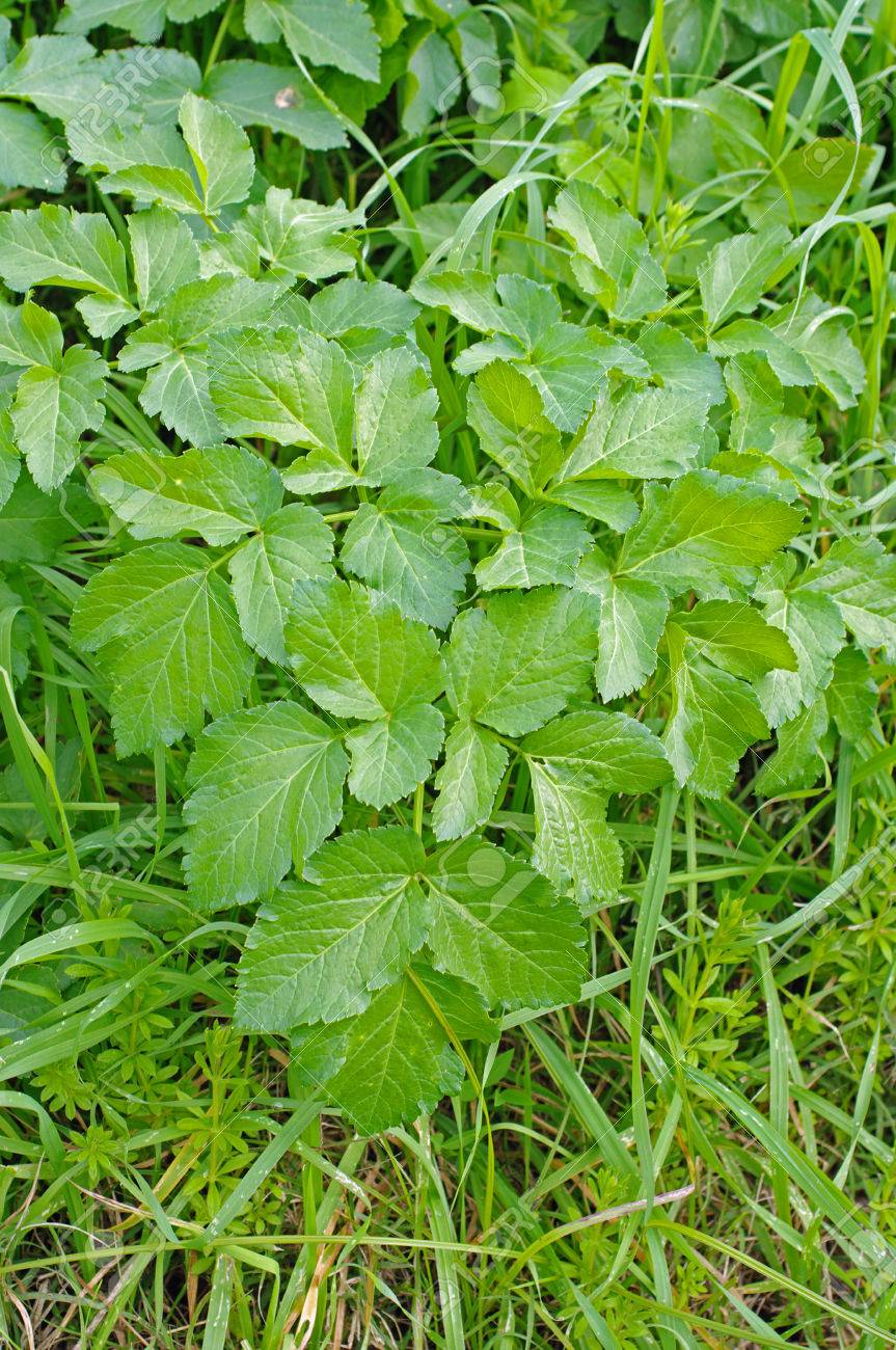 これは イワミツバや地上高齢者グランド セリ科の家族から の写真素材 画像素材 Image