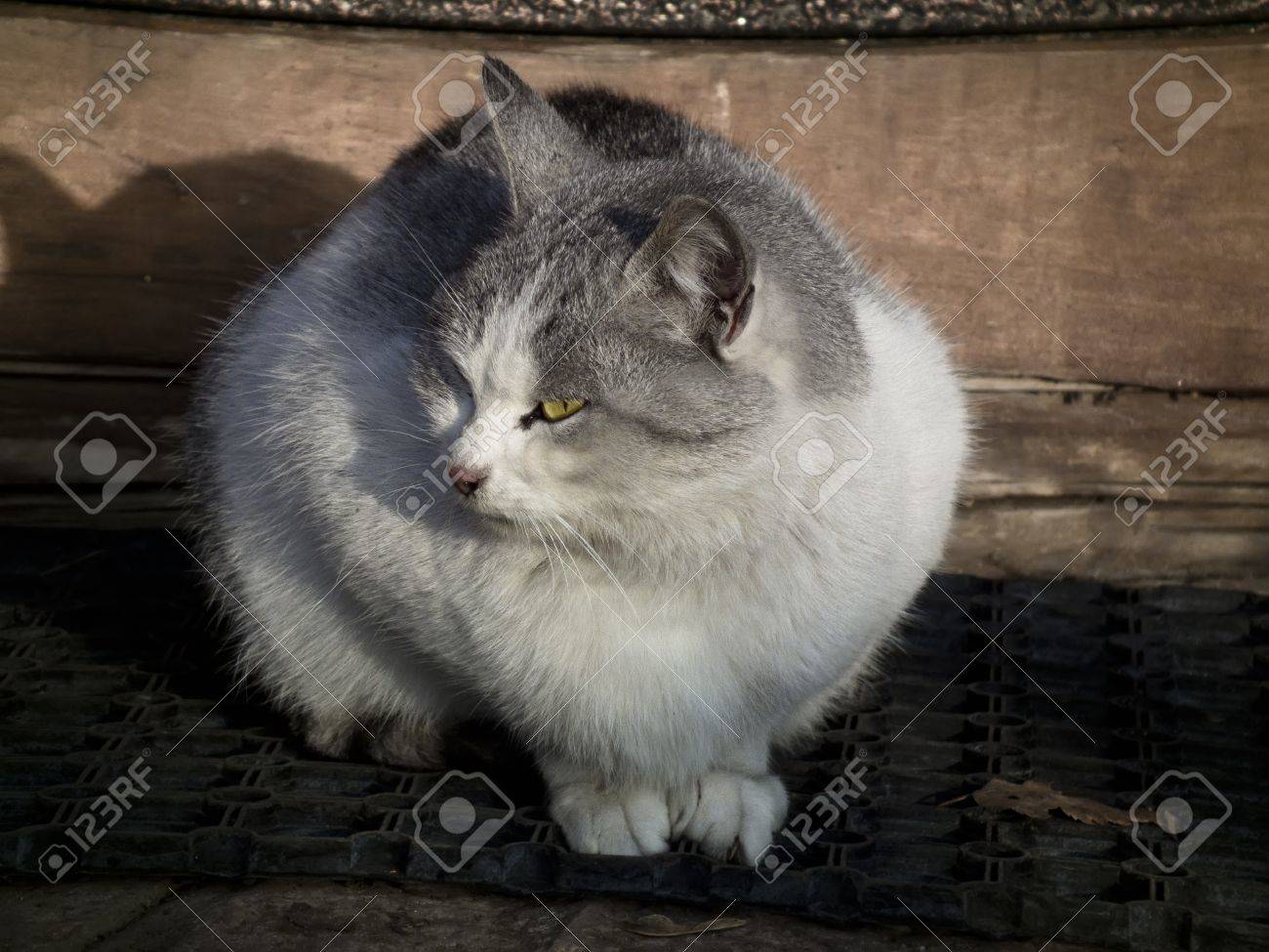 etiam-dictum-ipsum-a-felis