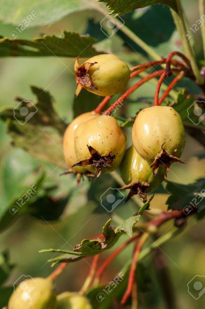 Weissdorn Crataegus Monogyna Grossaufnahme Der Frucht Im Sommer Lizenzfreie Fotos Bilder Und Stock Fotografie Image 73012994