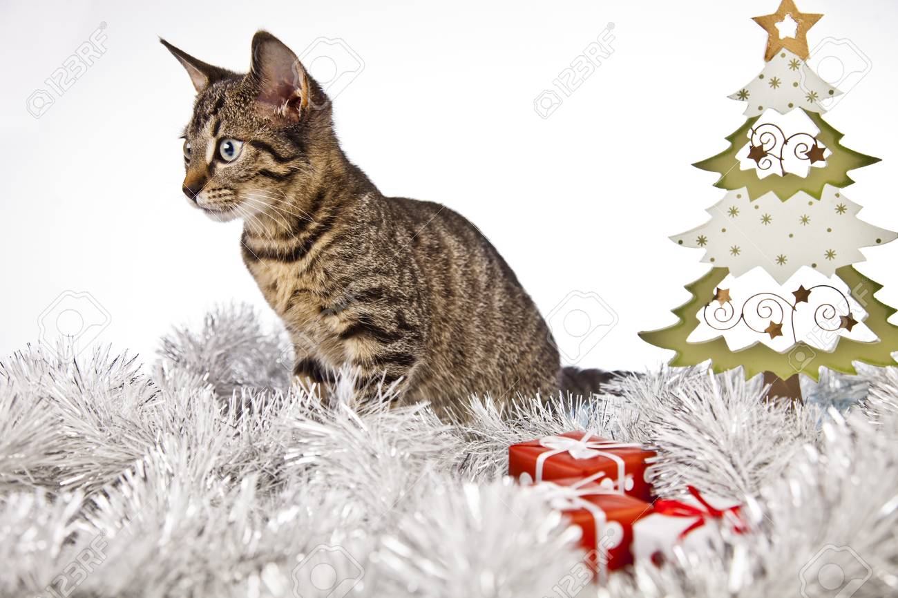 クリスマス猫クリスマス ツリーとプレゼント