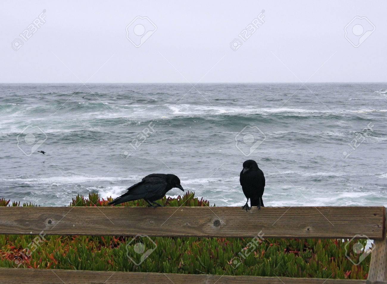 風が強く 曇りの日にはフェンスを越えて 2 つのカラス 背面に暗い青の嵐の海 モントレー カリフォルニア州で撮影されました の写真素材 画像素材 Image