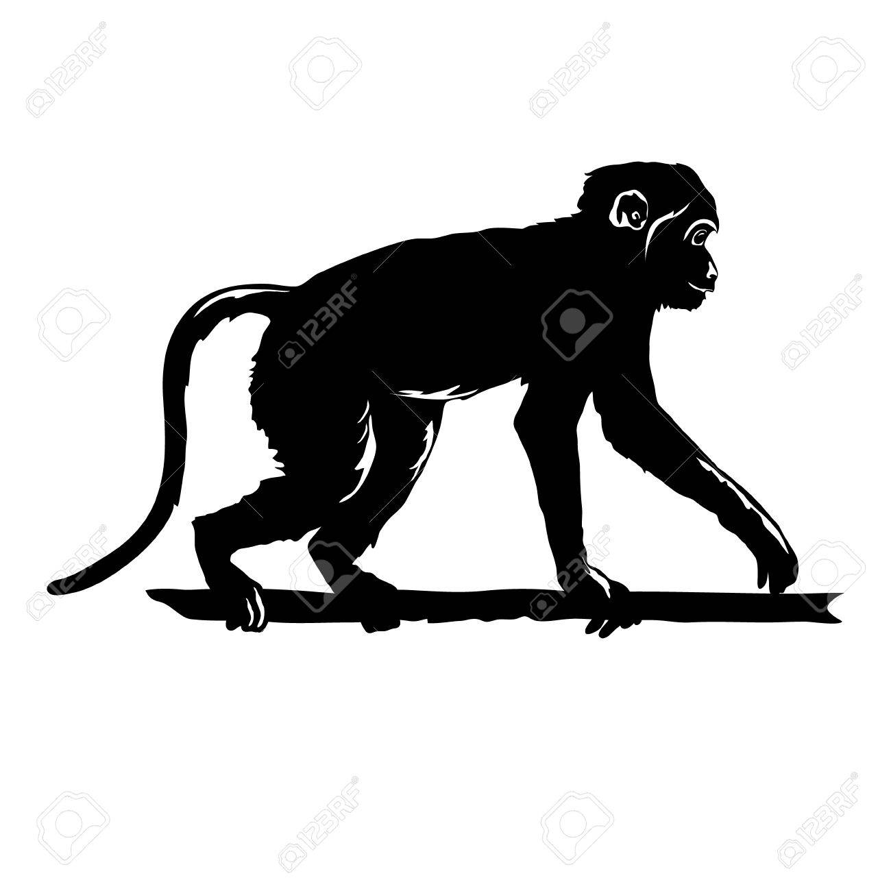 Ilustracion Del Vector Del Mono Negro Silueta Sobre Fondo Blanco