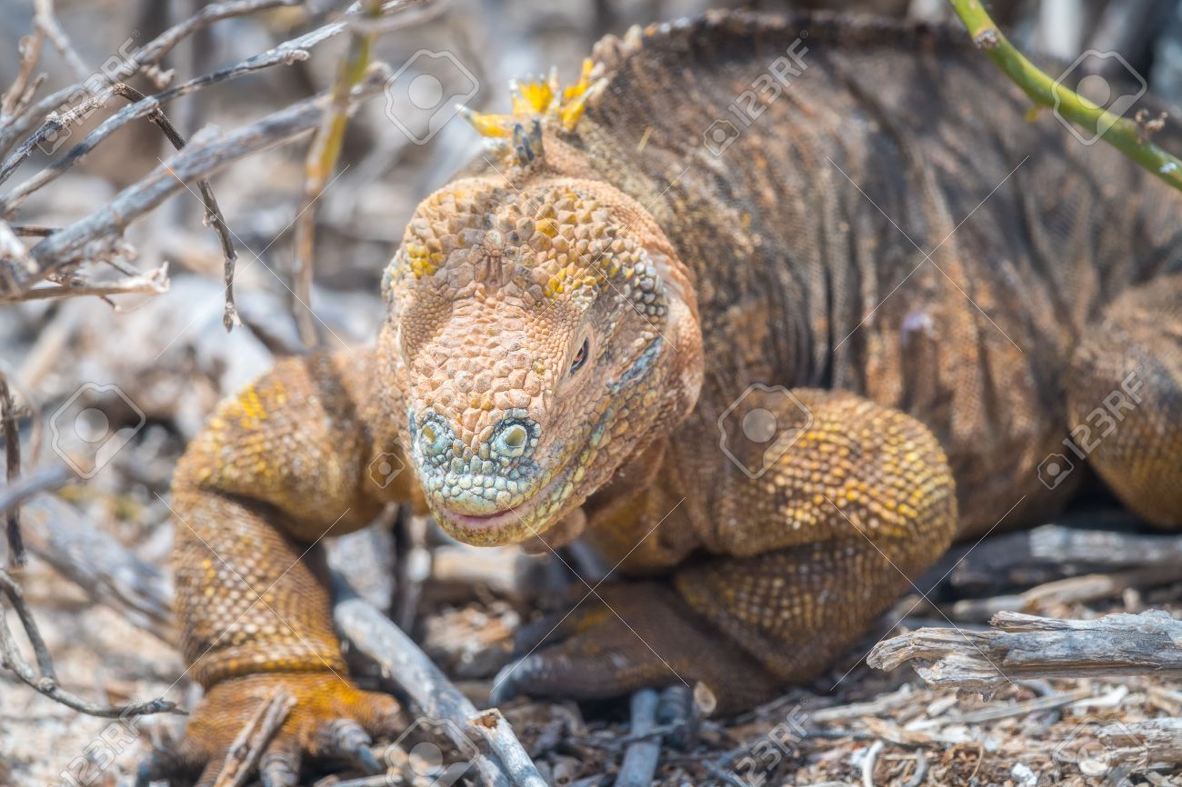 エクアドル ガラパゴス諸島の固有種の大きな陸イグアナ の写真素材 画像素材 Image