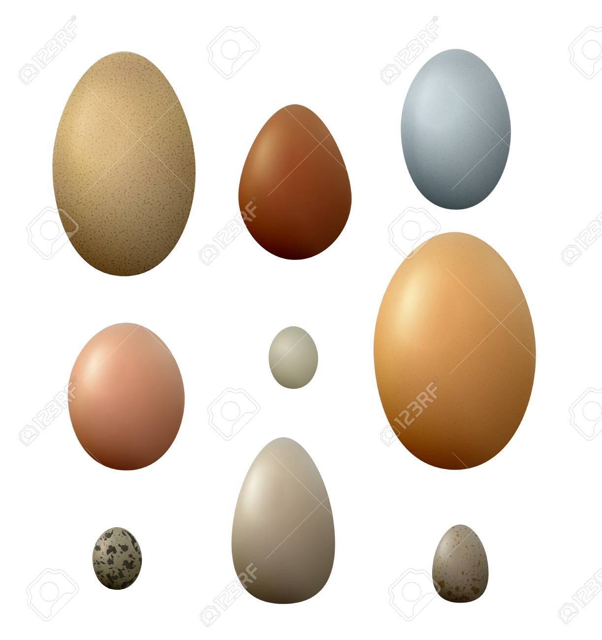 Set Of Different Birds Eggs On The White Background Royalty Free Cliparts Vectors And Stock Illustration Image