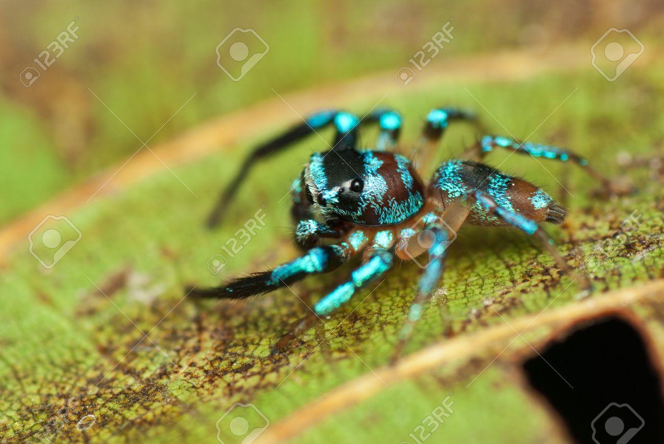 a jumping spider with metalic blue color stock photo picture and