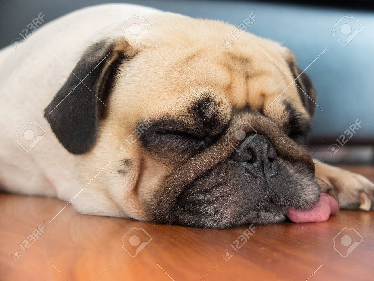 Close Up Face Of Cute Pug Puppy Dog Sleeping On Laminate Floor Stock Photo Picture And Royalty Free Image Image