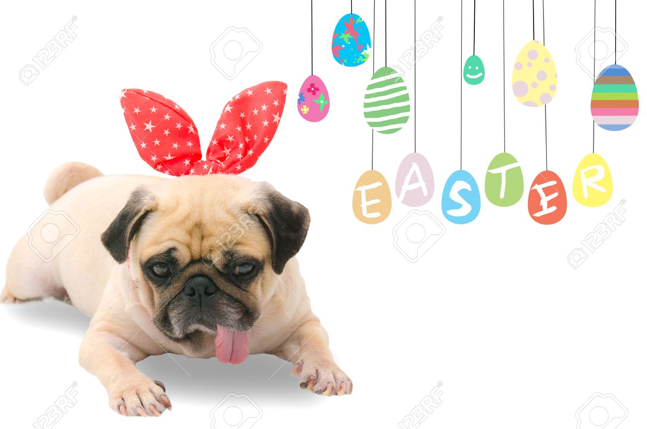 happy easter puppy