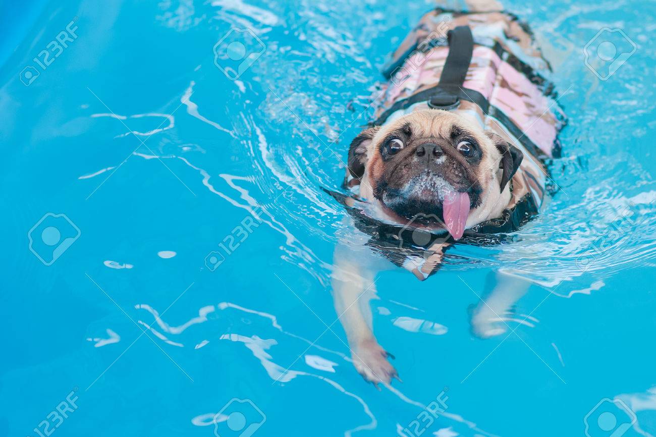 pug life jacket swimming