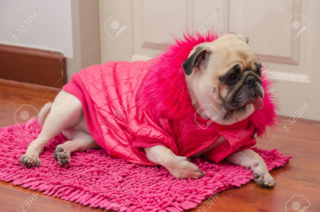 clothes for pug