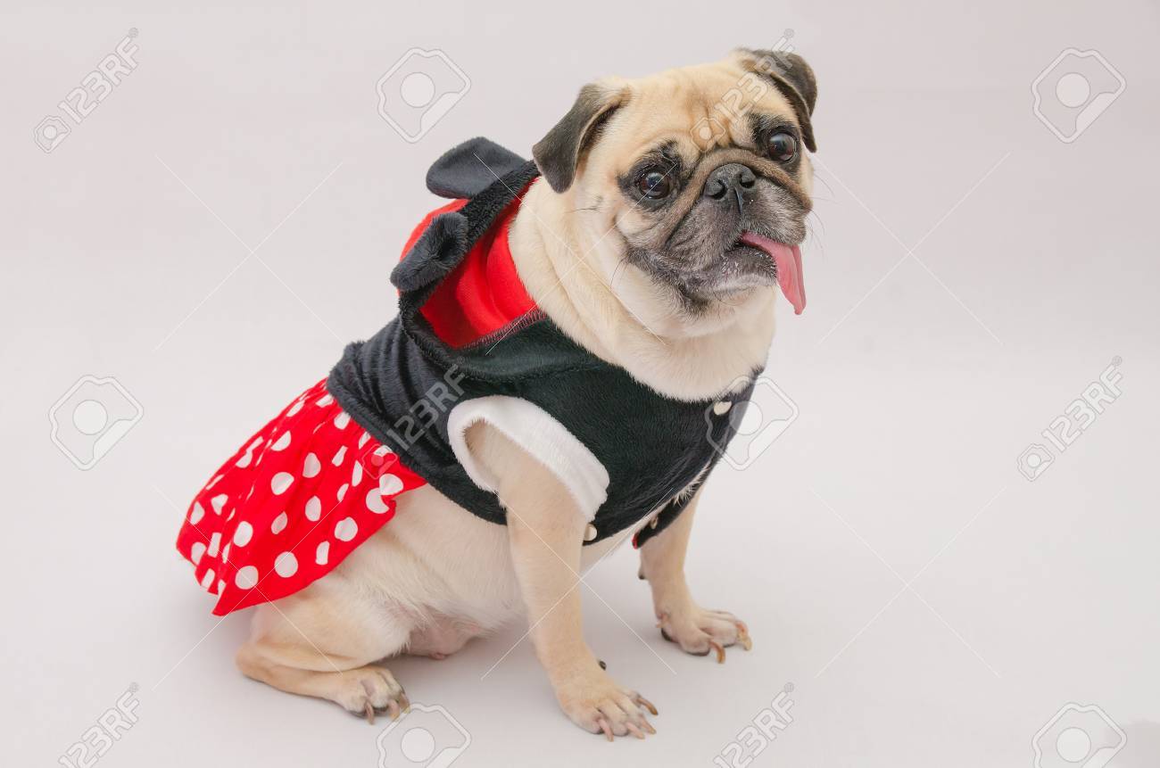 pug with clothes