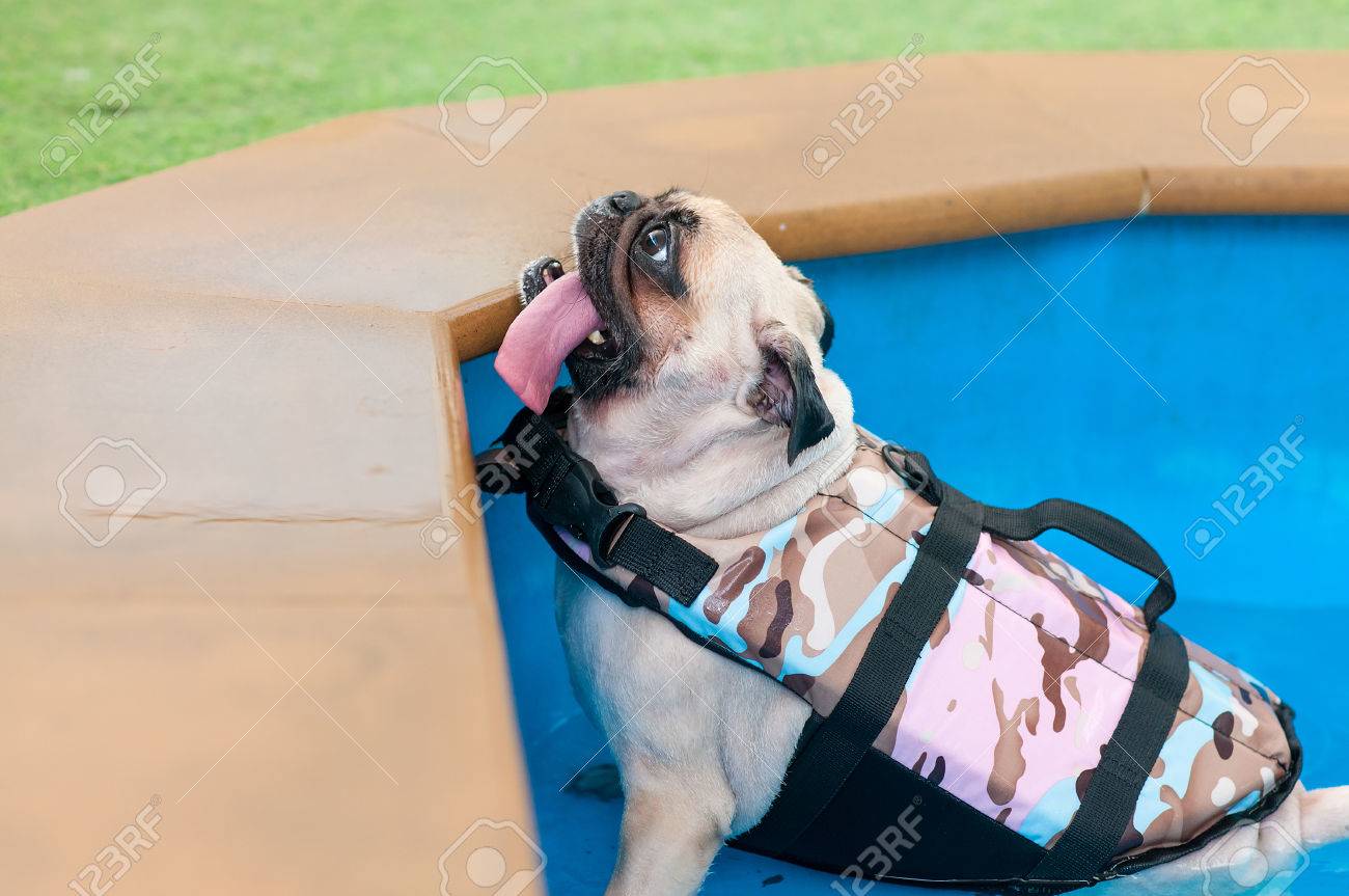 pug life jacket