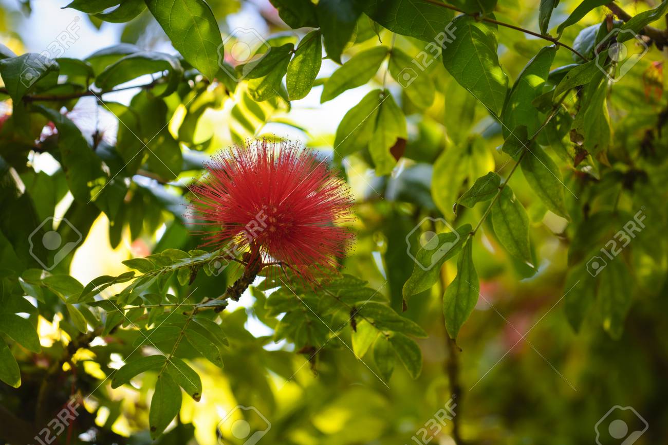 Red Tropical Flower In Sunlight At Reunion Island