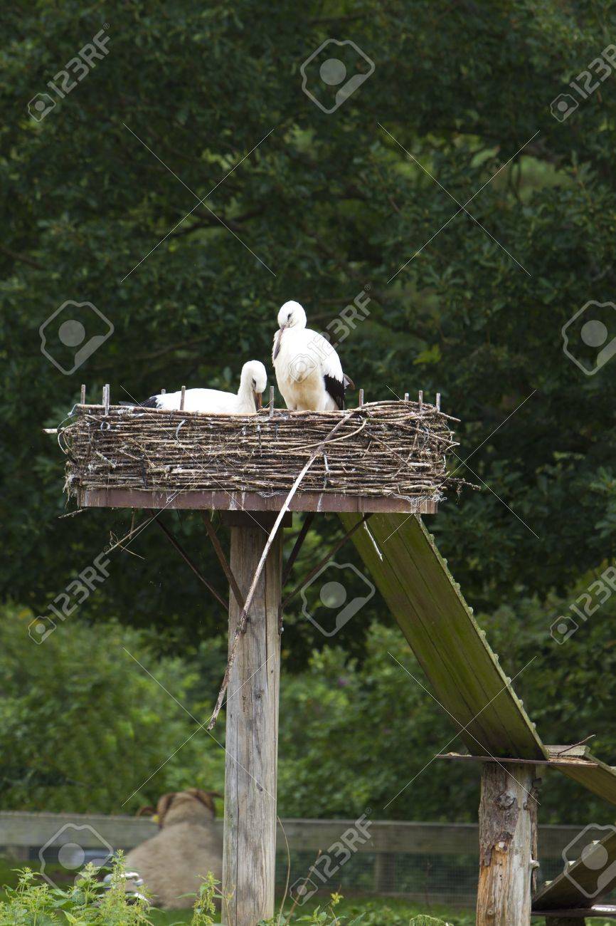 Afrique Africaine Animaux Oiseaux Bec Beauté Projet De Loi Facturé Oiseaux Oiseaux Noir Coloré Barrage Plumes Jeu Vert Kruger Miroir