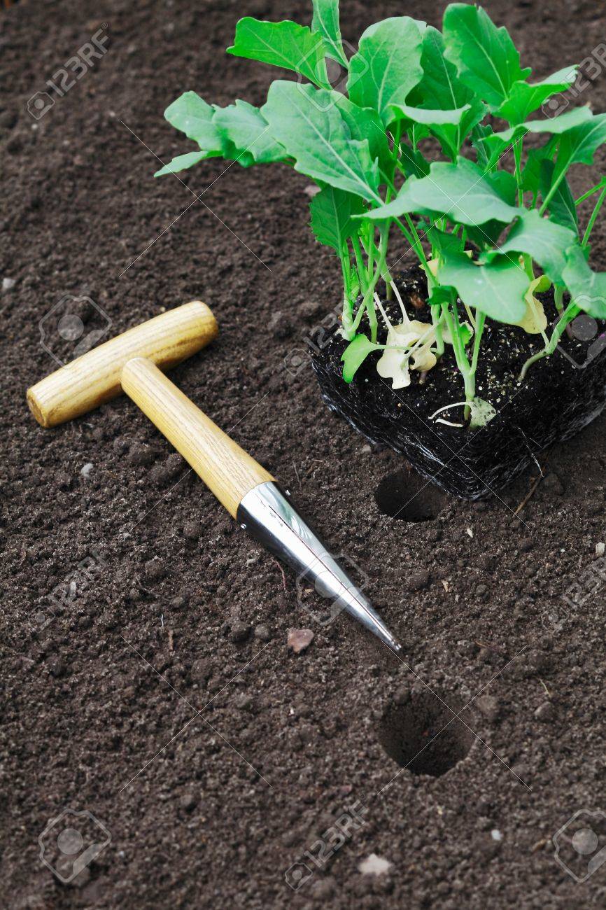 stock photo transplanting seedlings into the garden with a smooth tapered auger for making neat holes in the soil - Garden Auger stock photo transplanting seedlings into the garden with a smooth tapered auger for making neat holes in the soil - Garden Auger