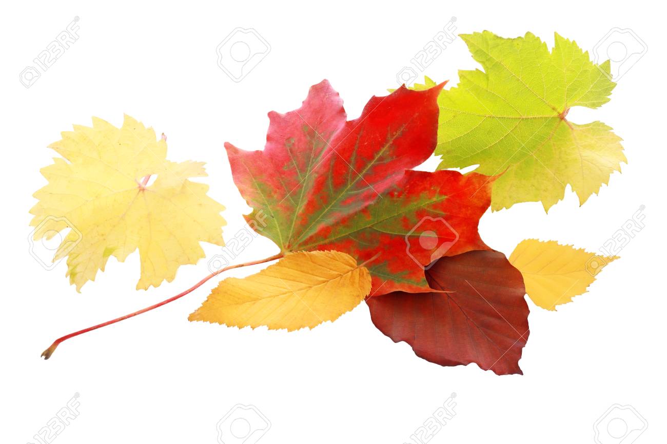 Bildergebnis für herbstblatt