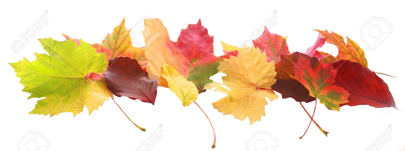 Horizontal Banner Of Colorful Autumn Or Fall Leaves Of Diverse.. Stock Photo, Picture And Royalty Free Image. Image 31729269. Horizontal Banner Of Colorful Autumn Or Fall Leaves Of Diverse.. Stock Photo, Picture And Royalty Free Image. Image 31729269.