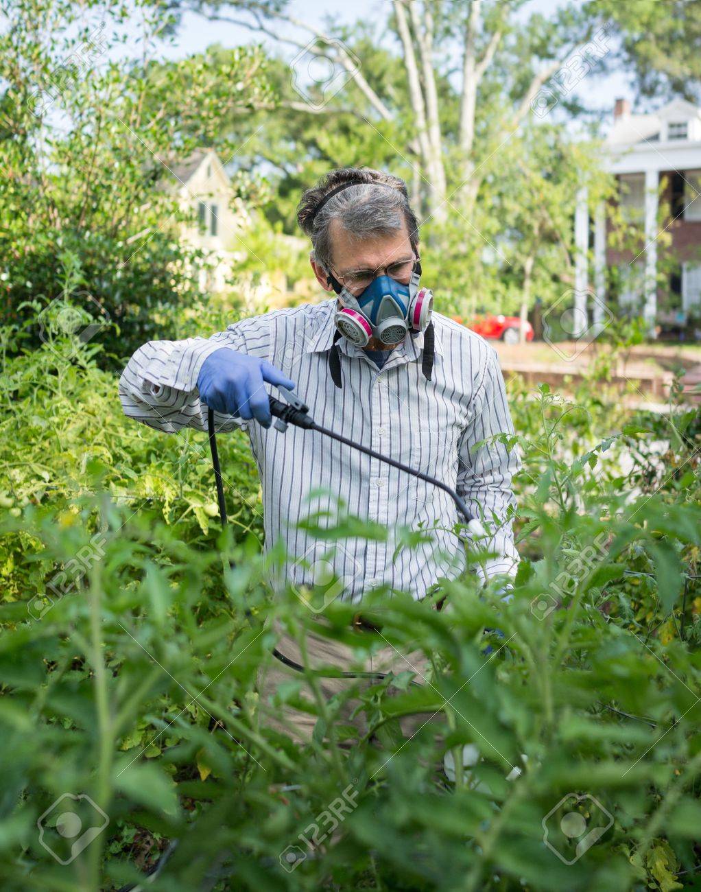Download Man In Face Mask And Gloves Spraying Insecticide On Tomato Plants Stock Photo Picture And Royalty Free Image Image 20245754 Yellowimages Mockups