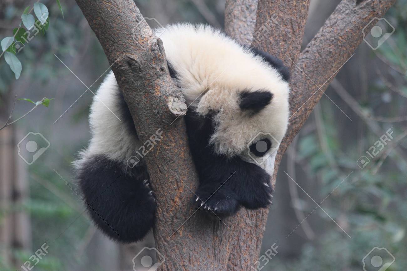 赤ちゃんパンダが木の上で寝ています の写真素材 画像素材 Image