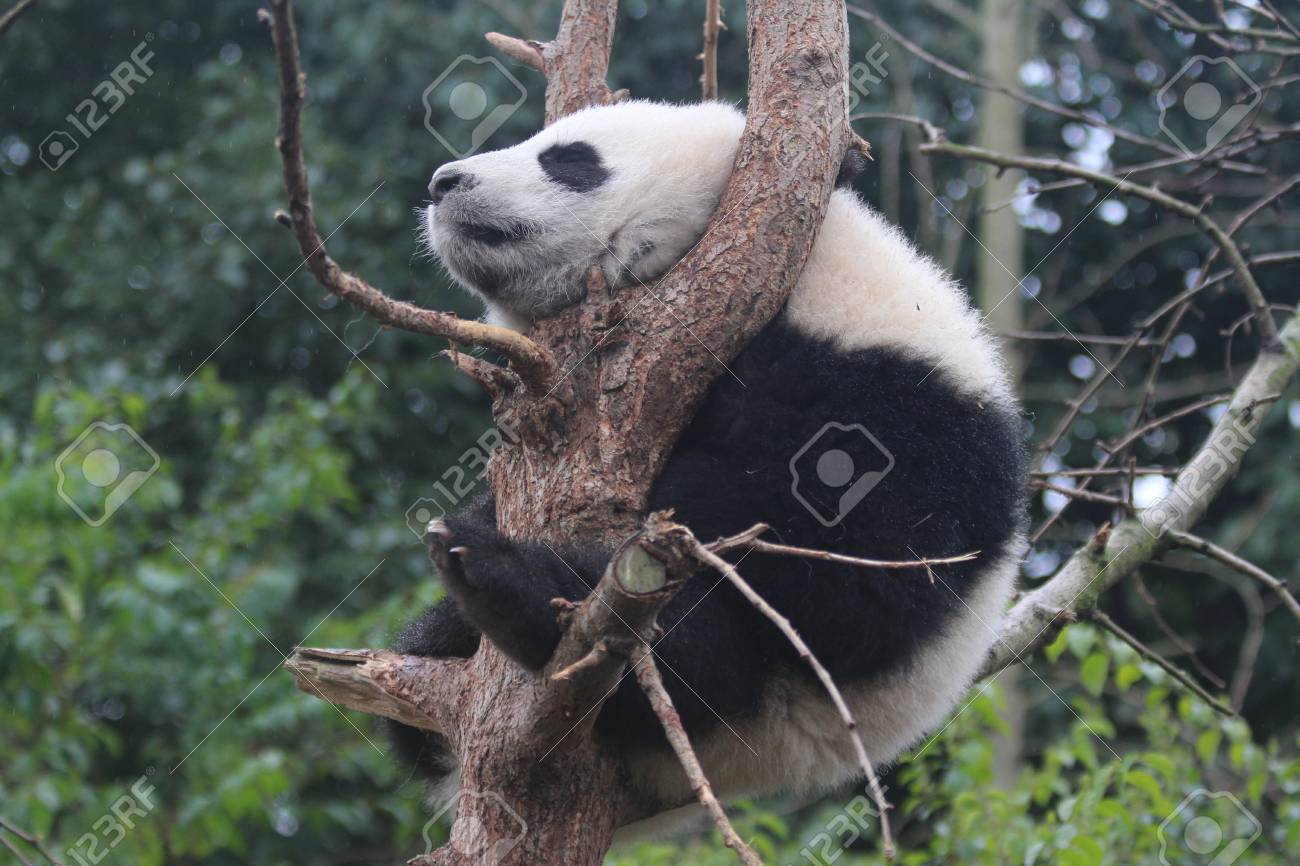 木に寝る赤ちゃんパンダ の写真素材 画像素材 Image