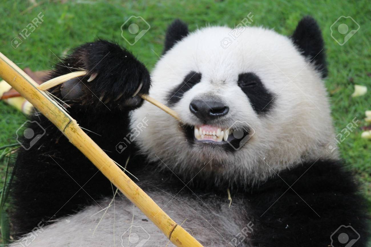 78540708-a-fluffy-happy-panda.jpg