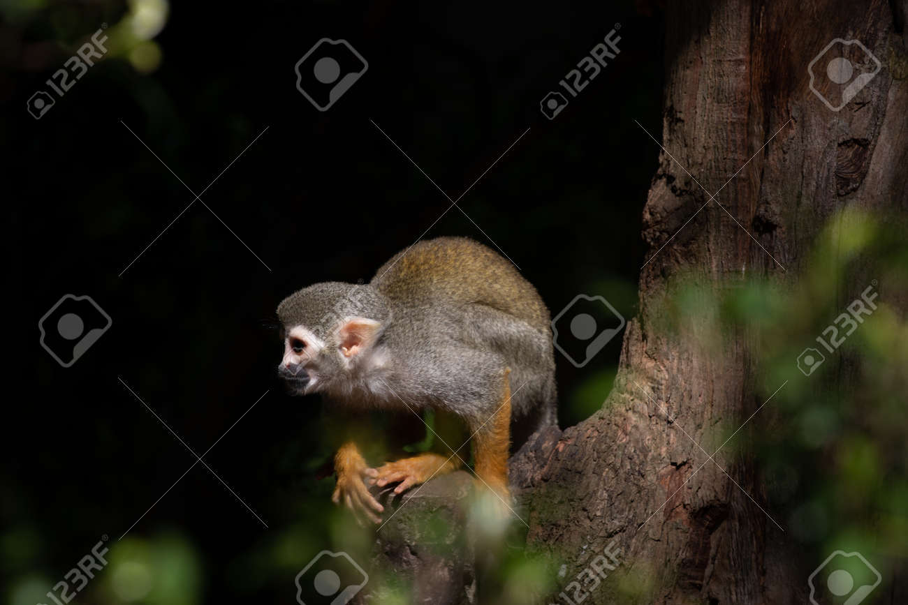 etiam-dictum-ipsum-a-felis