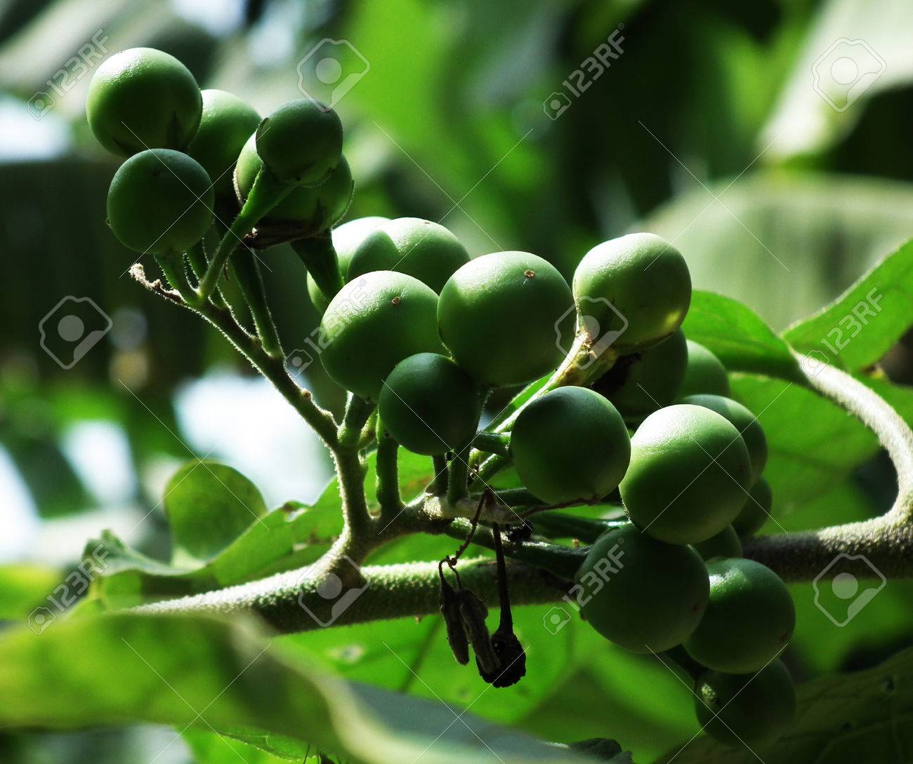 etiam-dictum-ipsum-a-felis