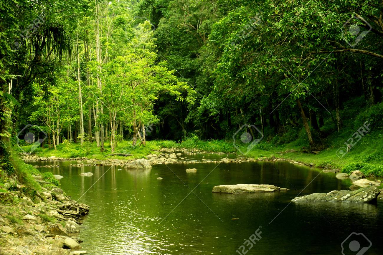 swamp and rainforest background