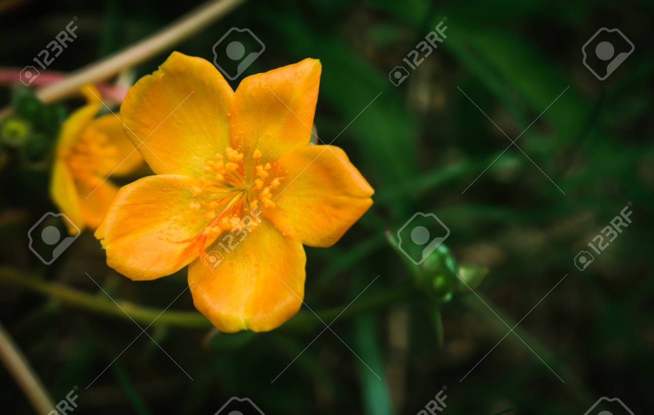 Printemps Fleur Jaune Petite Fleur Fond De Nature Fraîche De Lété